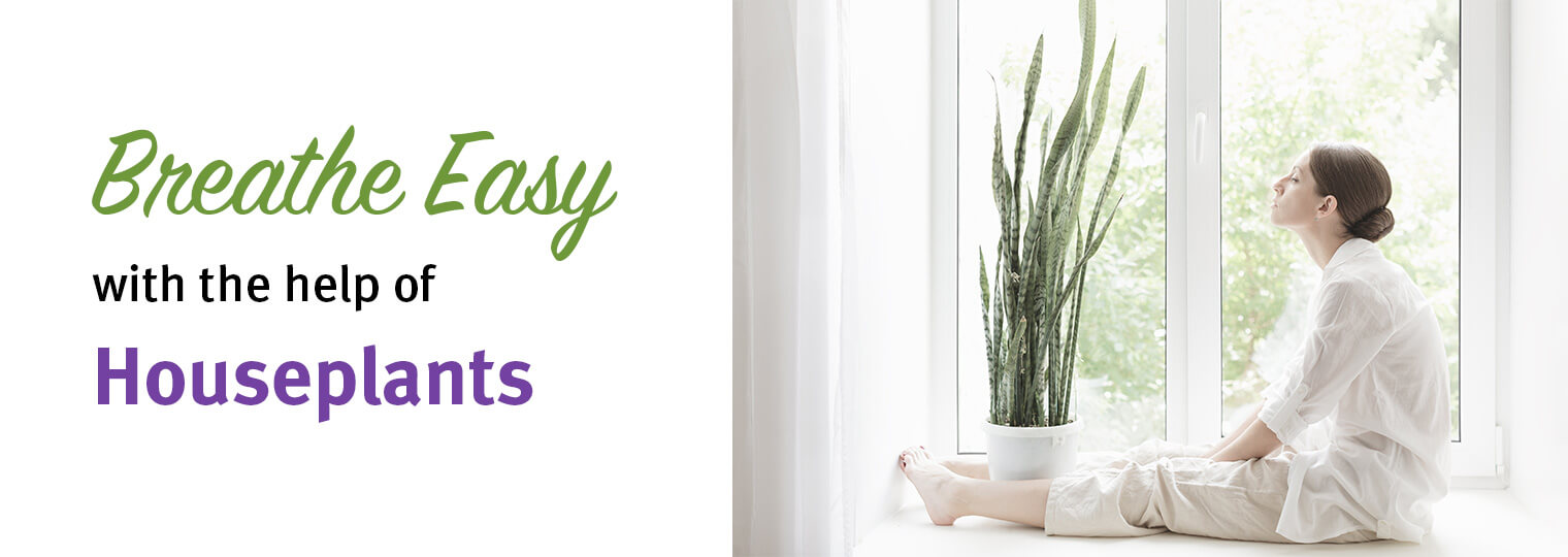 Breathe Easy How to Purify the Air with 8 Indoor Plants California