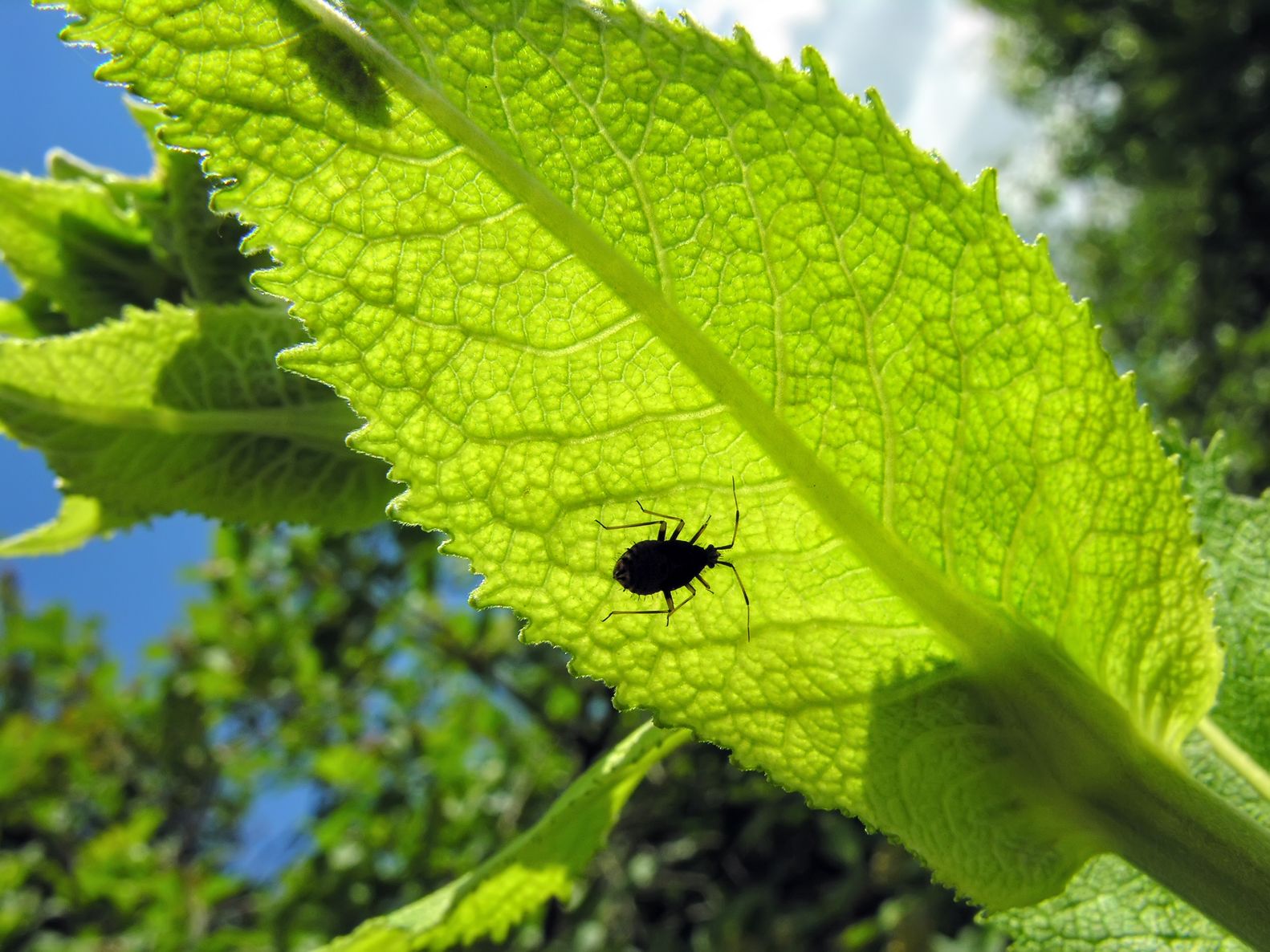 small bugs on plants        <h3 class=