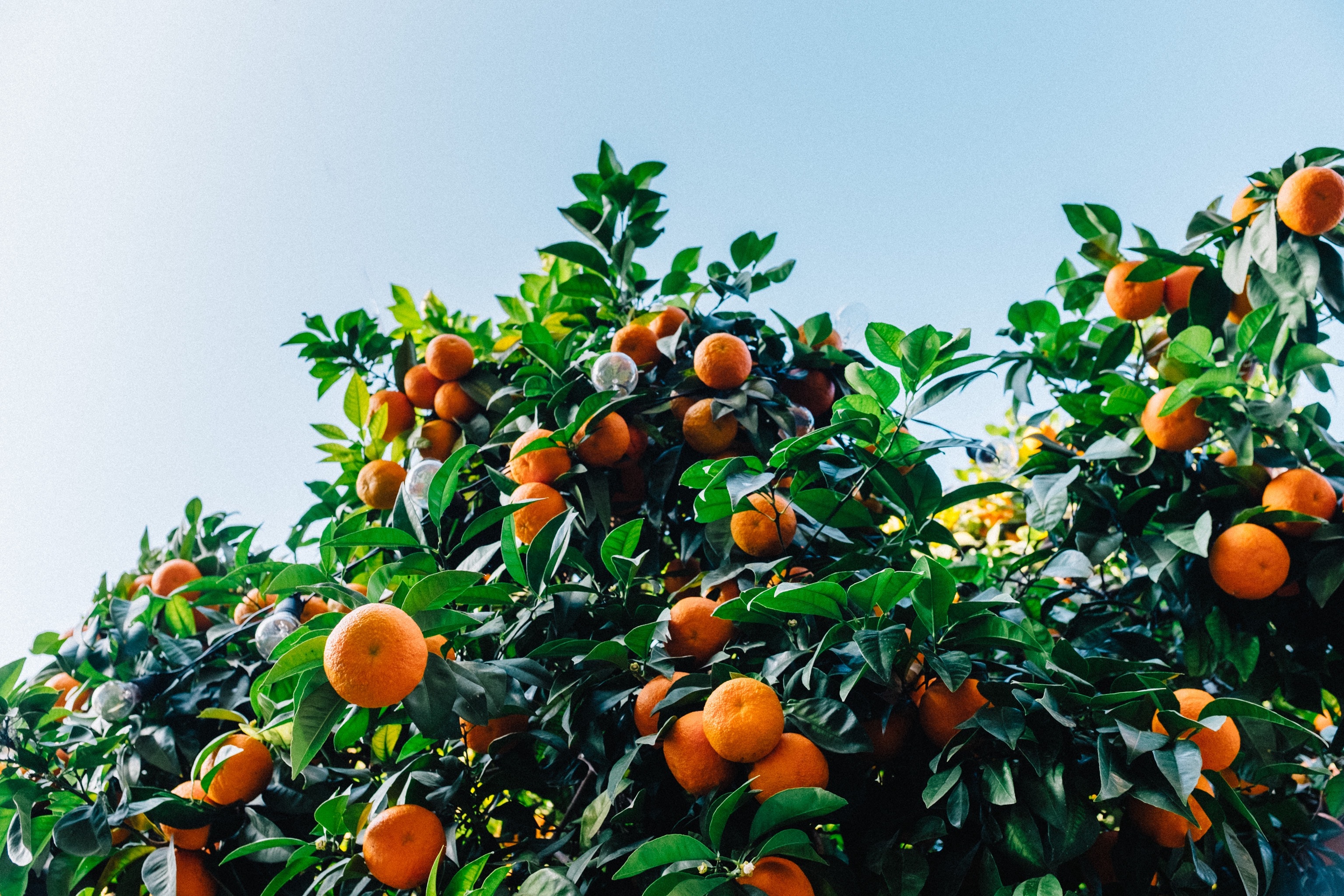 Family Favorites How to Grow Mandarin Oranges