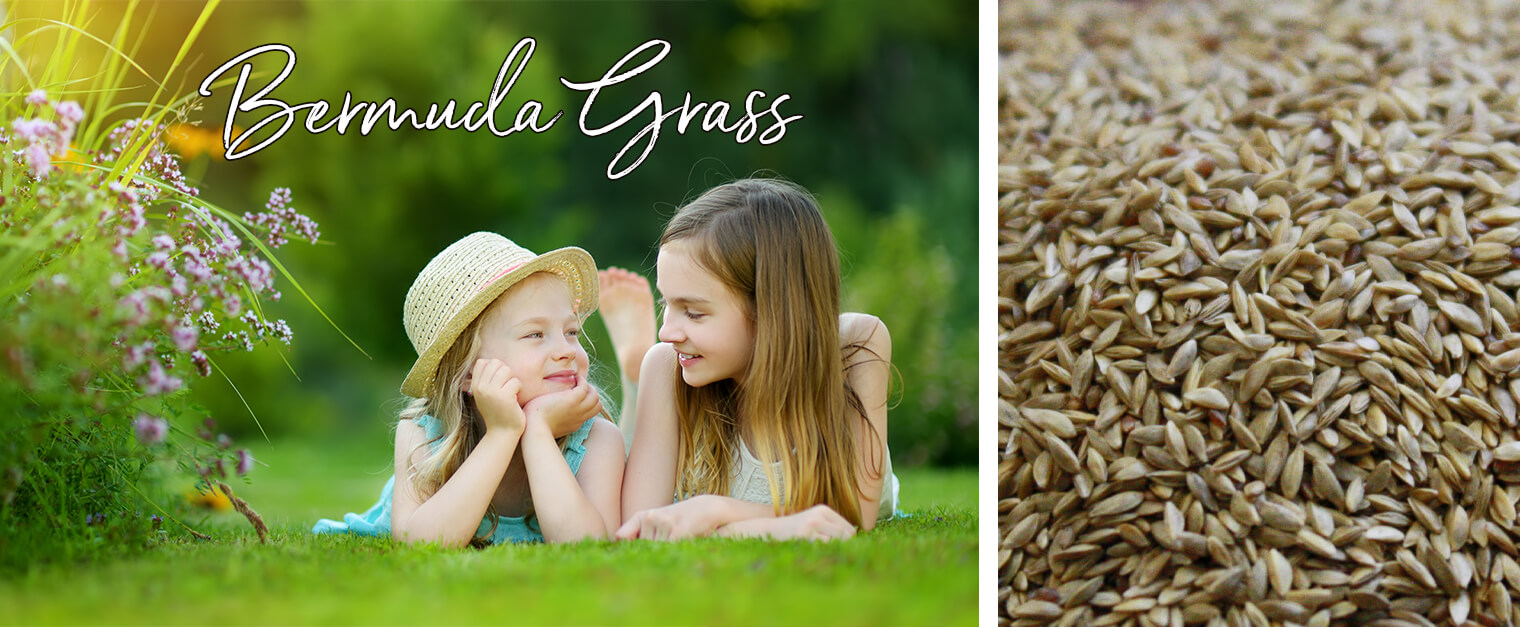 Summer Bermuda Grass Seed | Arizona | SummerWinds Nursery