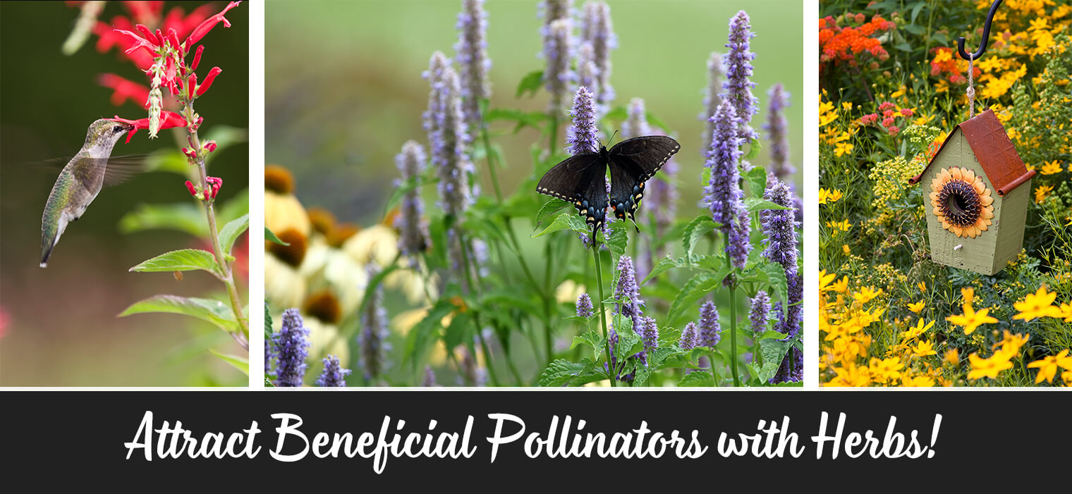 Herbs that Attract Pollinators Arizona SummerWinds Nursery