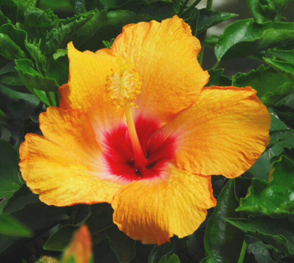 Hibiscus Varieties 