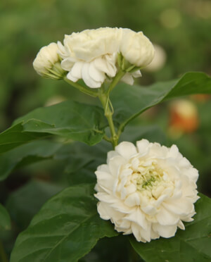 Jasmine Arizona SummerWinds Nursery   Grand Duke Arabian Jasmine 