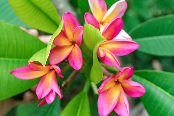 Plumeria | Arizona SummerWinds Nursery