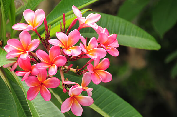 Plumeria | Arizona SummerWinds Nursery