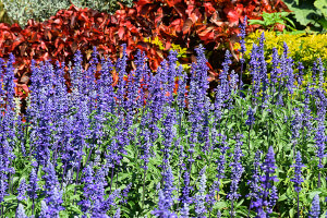 Summer Flowers | Arizona SummerWinds Nursery