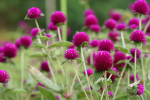 Summer Flowers | Arizona SummerWinds Nursery