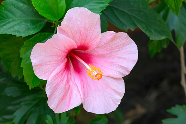 Summer Flowers | Arizona SummerWinds Nursery