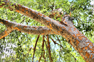 Chinese Elm