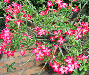 Adeniums - The Desert Rose | Arizona SummerWinds Nursery