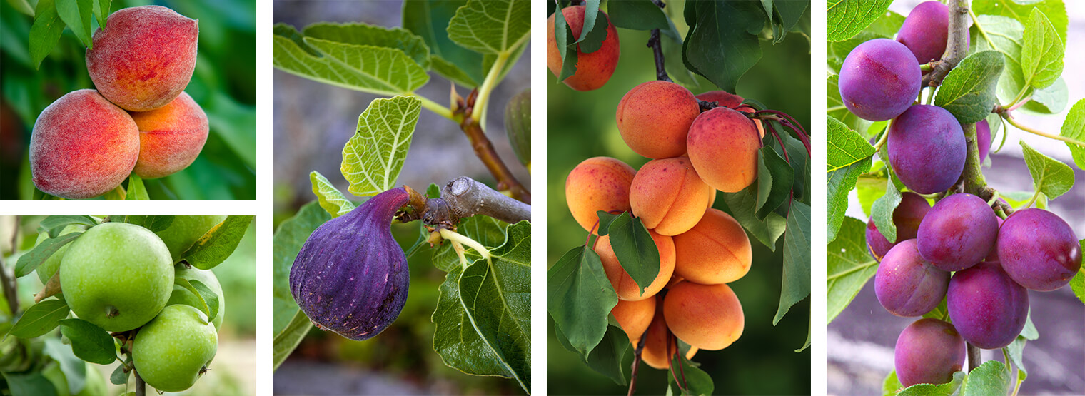 Deciduous Fruit Trees Arizona SummerWinds Nursery