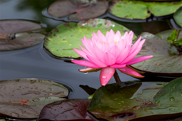 How To Create A Water Container Garden 