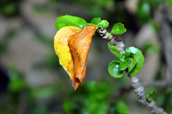 3 Reasons Plants Turn Yellow and How to Help Them | Arizona