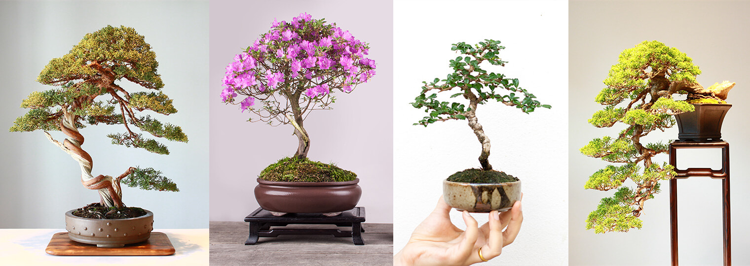 Discover The Ancient Art Of Bonsai SummerWinds Nursery, AZ