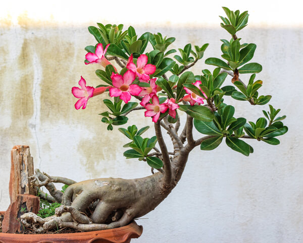 Bring Your Adenium Out Of Dormancy 