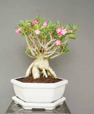 Bring Your Adenium Out of Dormancy | Arizona SummerWinds