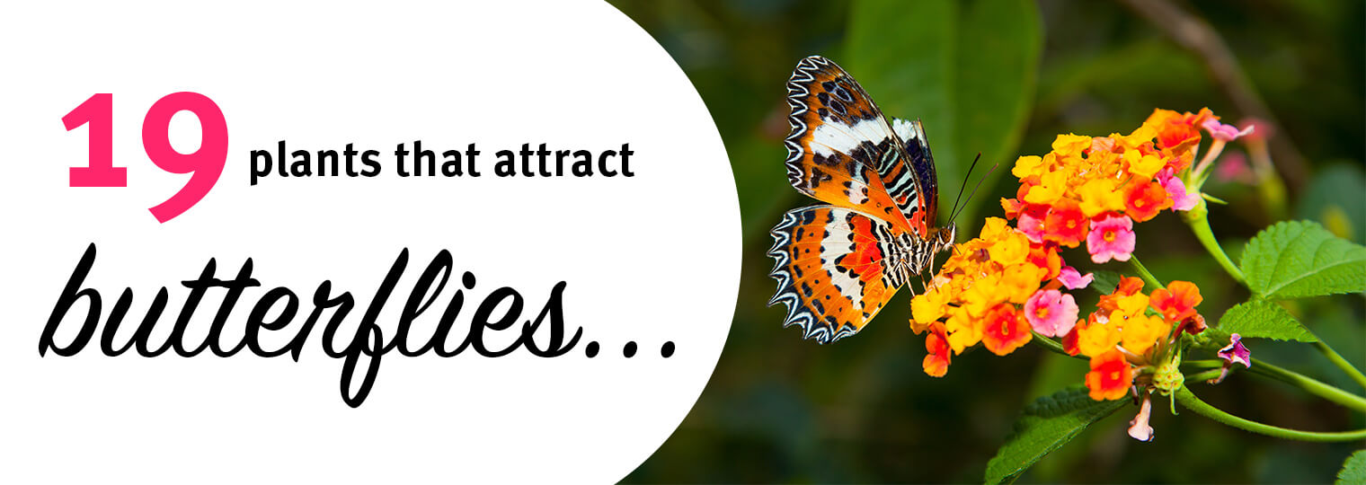 Attract Butterflies With These Beautiful Plants Arizona Summerwinds Nursery