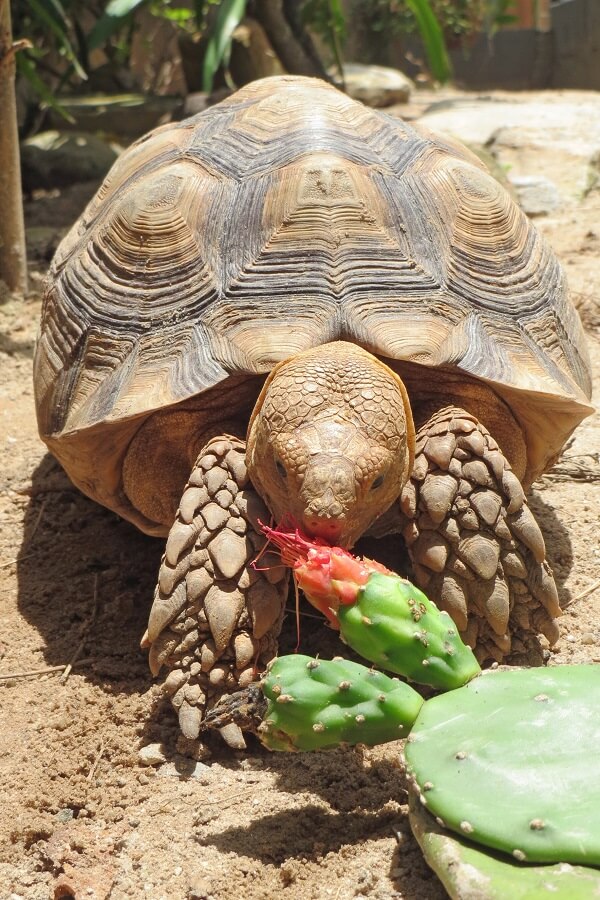 Native Plants Support Threatened Tortoises | AZ SummerWinds