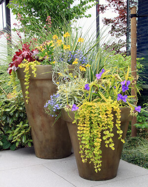 Gorgeous Fall Flower Containers | Arizona SummerWinds