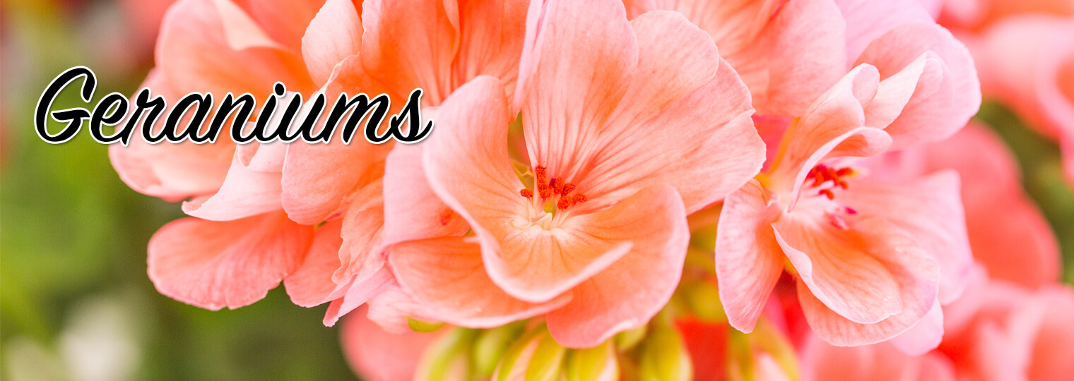 geraniums_banner@2x