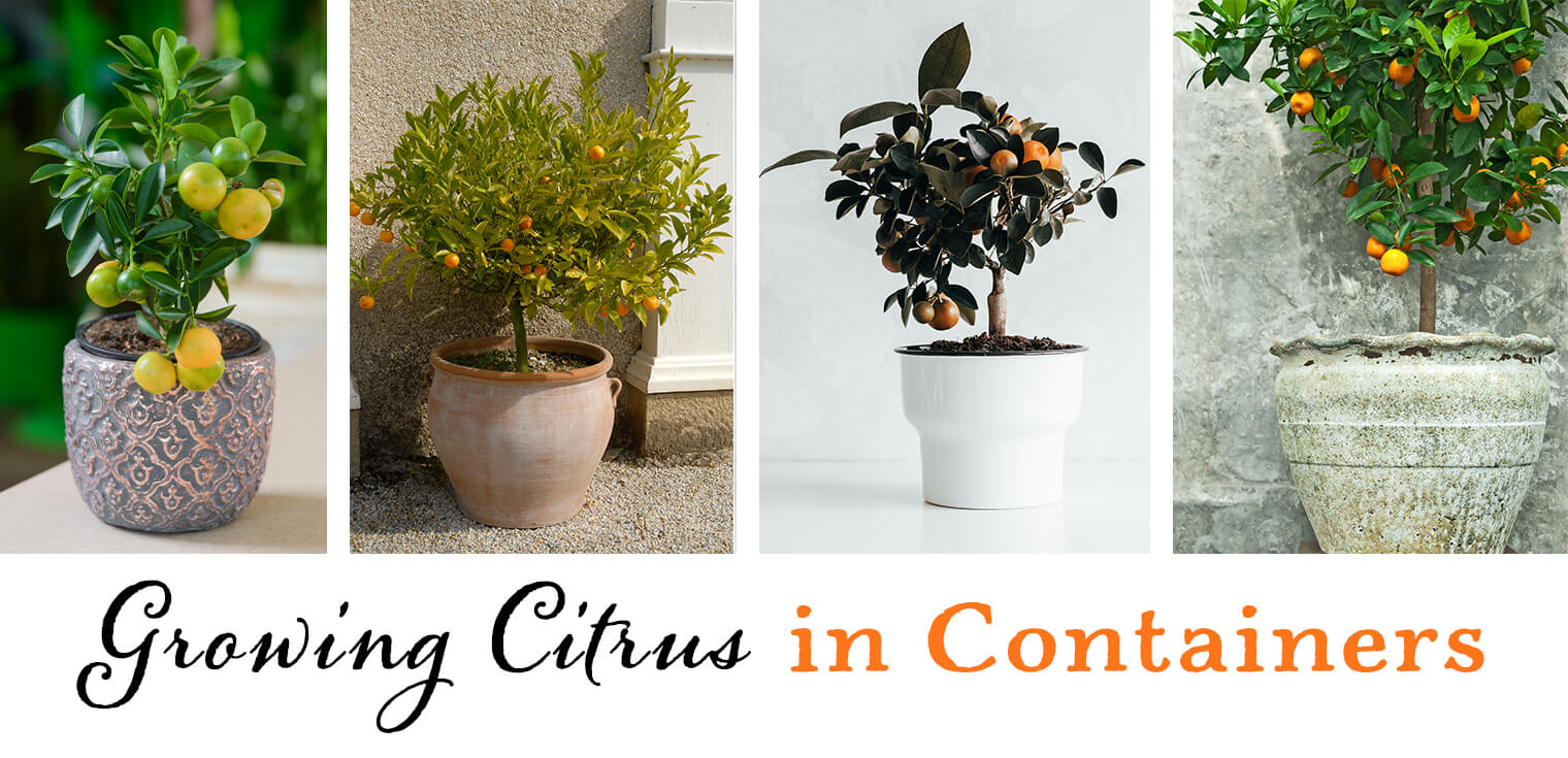 How To Grow A Citrus Trees Containers Arizona Summerwinds