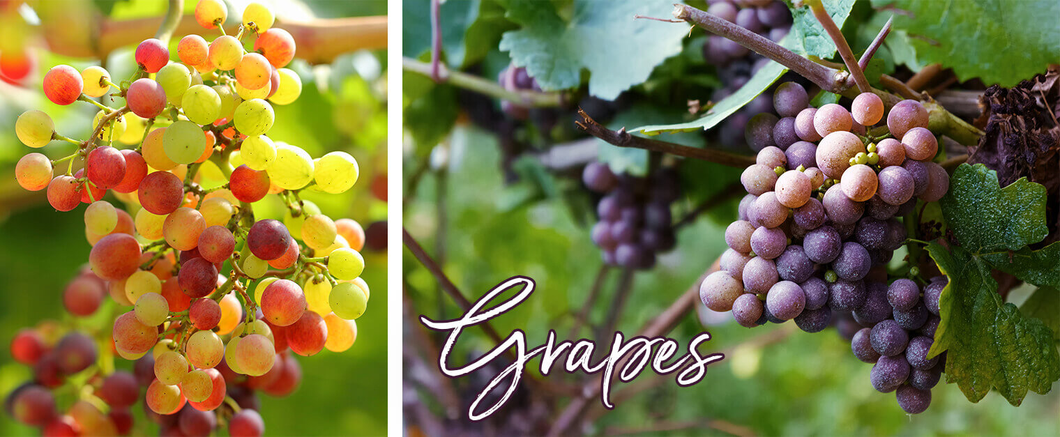How To Grow Grapes In Your Garden | SummerWinds Nursery, AZ