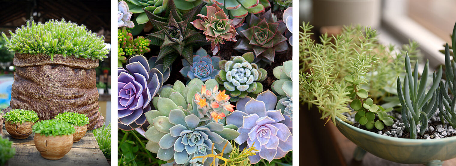 Beautiful Succulents Conserve Water Arizona Summerwinds