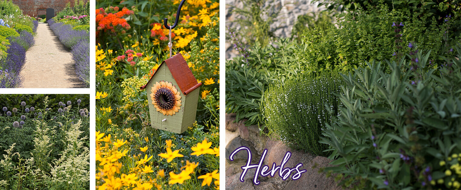 How Landscaping With Herbs Adds Stunning Variety When Gardening