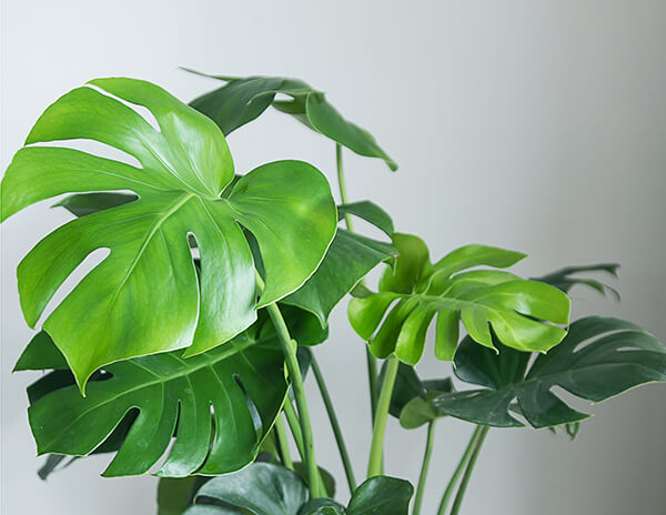 15 Houseplants to Grow Year-Round | Arizona SummerWinds