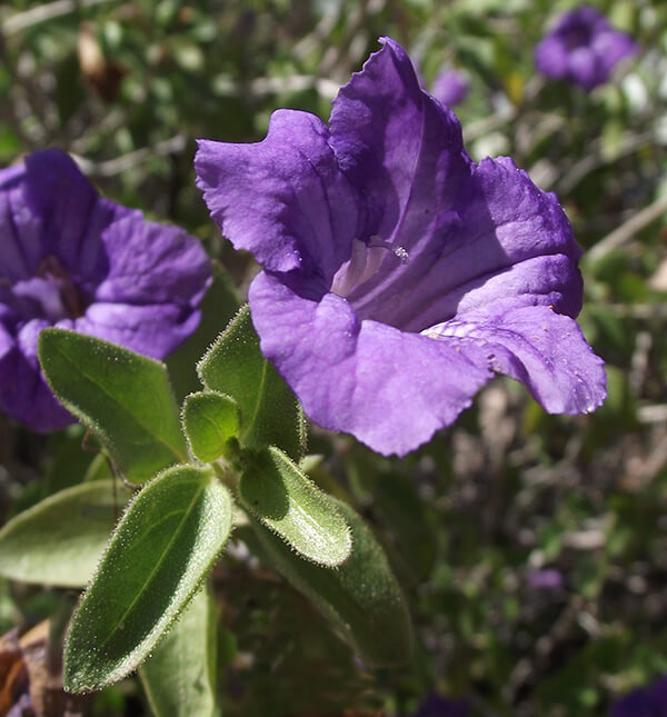 Attract Hummingbirds to Your Garden |AZ SummerWinds Nursery