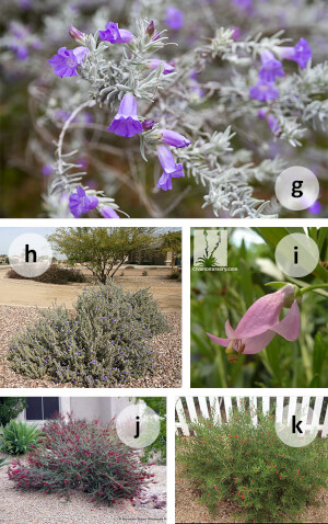 Attract Hummingbirds to Your Garden |AZ SummerWinds Nursery