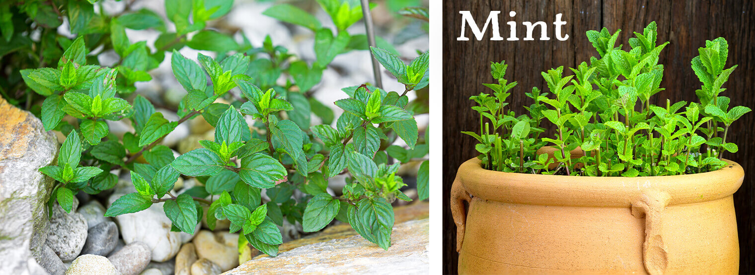 About Mint Seeds Buy Online