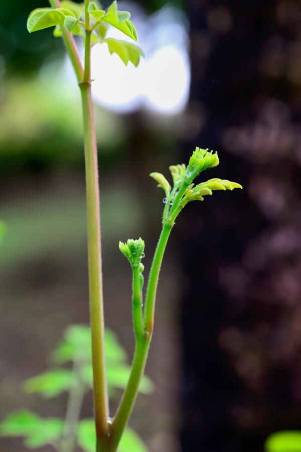What You Need to Know About the Amazing Moringa Tree