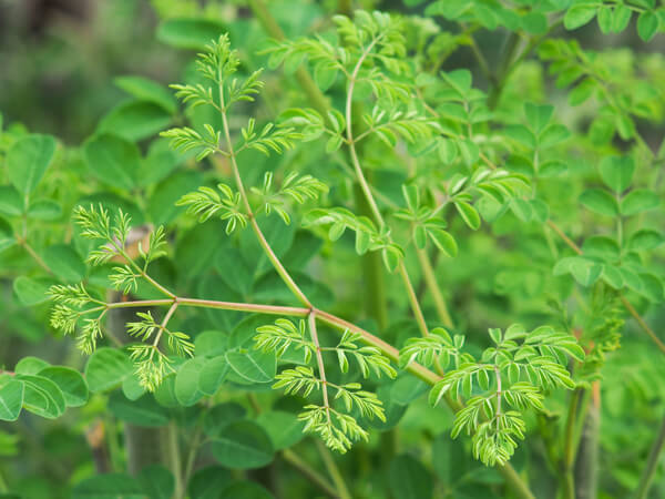 About the Amazing Moringa Tree | Arizona SummerWinds Nursery