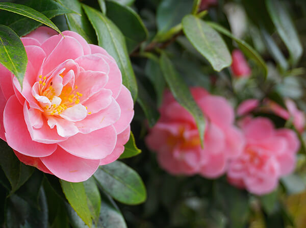 How to Grow Camellias | Arizona SummerWinds Nursery