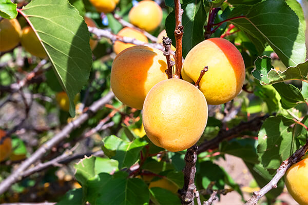 Ultra Dwarf Fruit Tree| Blog | California SummerWinds