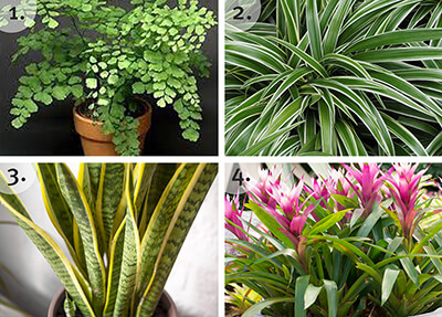 The Best In Houseplants | Blog | California SummerWinds