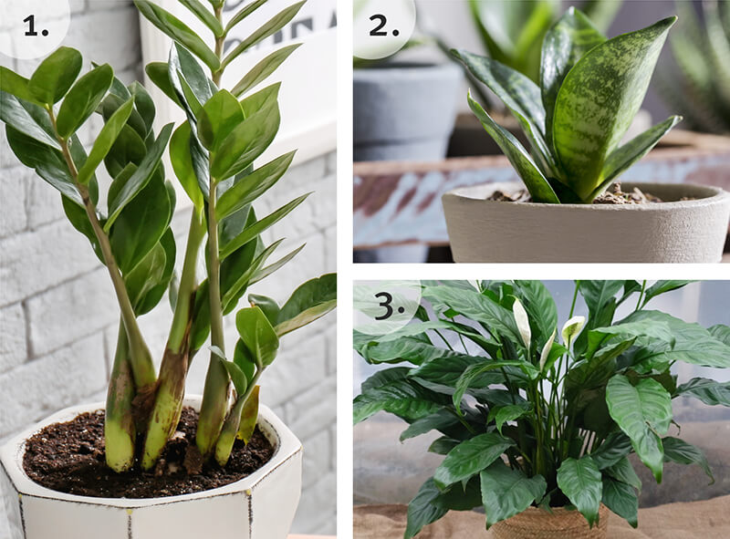 The Best In Houseplants | Blog | California SummerWinds