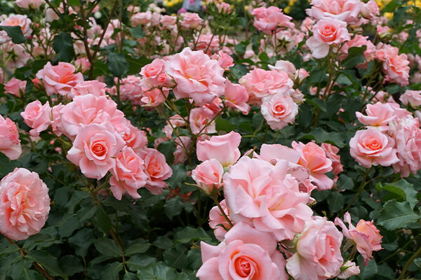 What You Need To Know About Roses | SummerWinds CA