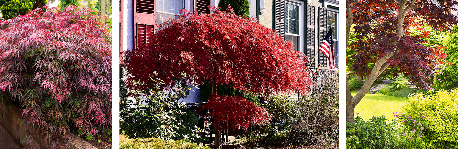 Landscape Design With Japanese Maples Summerwinds Ca