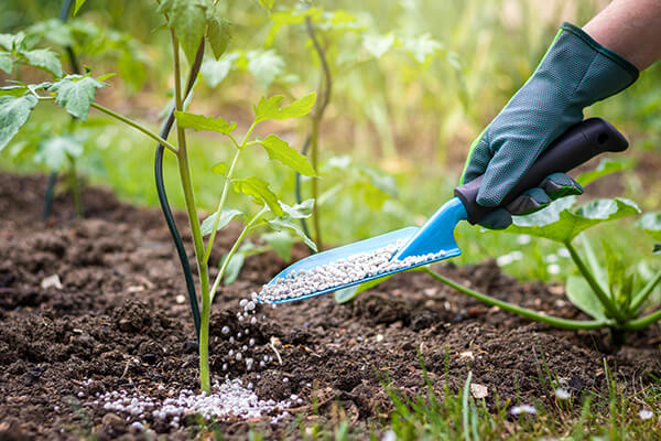 Top Tomato Growing Secrets | SummerWinds Nursery California