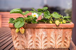 Strawberries in containers
