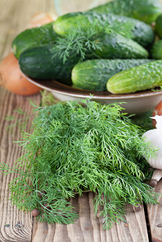 Pickling Cucumbers