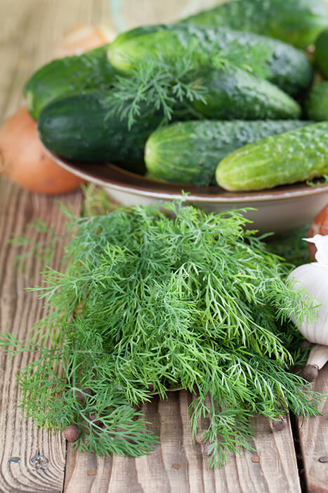 The Best Cucumbers For Pickling | Blog | CA SummerWinds