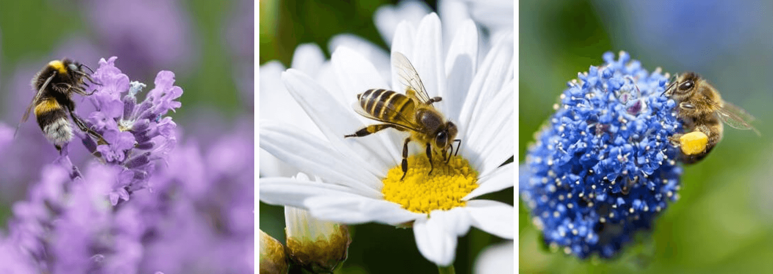The Best Flowers For Bees Blog California Summerwinds
