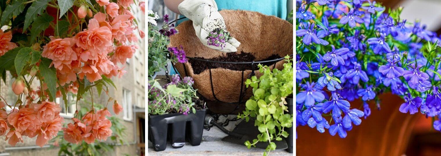 Enjoy The Best Colors Of Summer With A Hanging Basket California Summerwinds Nursery