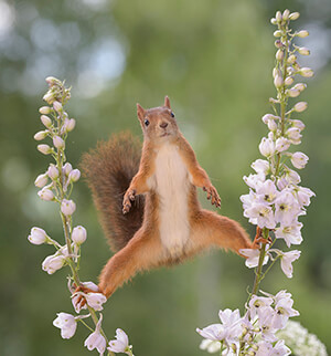 Squirrel in a garden Squirrel in a garden