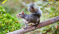 Out of my garden squirrel Out of my garden squirrel