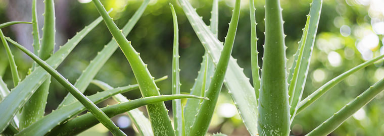 Blog Aloe Vera Plant Summerwinds