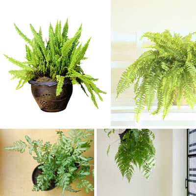 Purify the Air with 8 Indoor Plants | Arizona SummerWinds